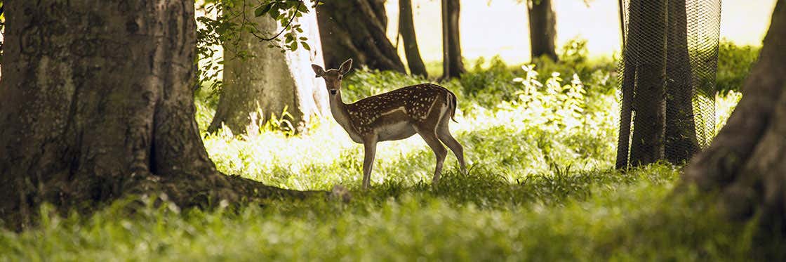 Phoenix Park